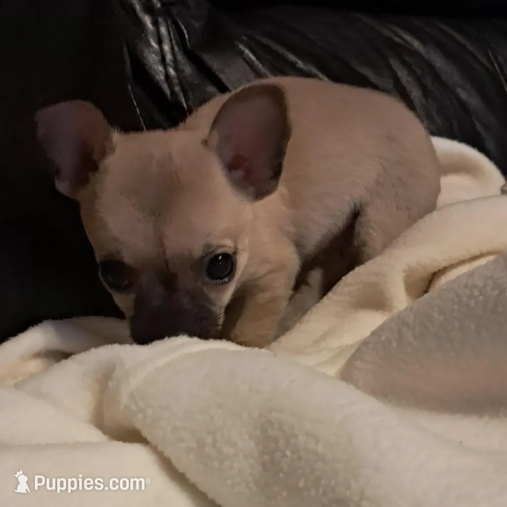 Poppy , a female Chihuahua for sale in Mebane, NC – Photo 1 of 3