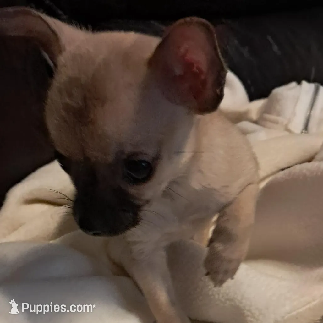 Poppy , a female Chihuahua for sale in Mebane, NC – Photo 3 of 3