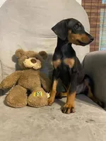 Jericho , a male Doberman Pinscher for sale in Mebane, NC – 3 of 8