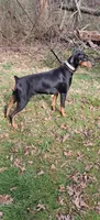 Yukon, a male Doberman Pinscher for sale in Mebane, NC – 5 of 5