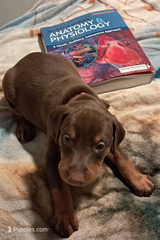 Zion  – Doberman Pinscher puppy for sale in Mebane, NC