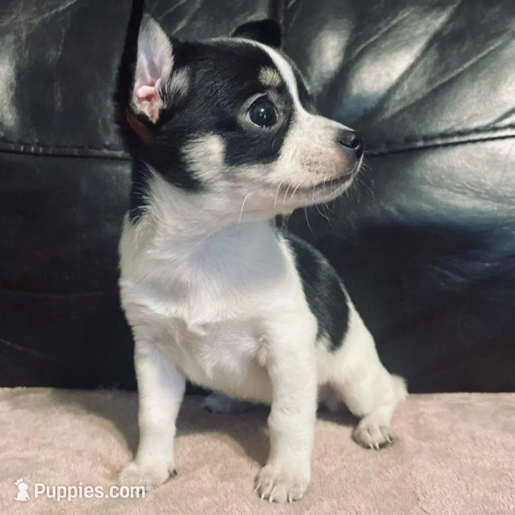 Priscilla , a female Chihuahua for sale in Mebane, NC – Photo 2 of 2