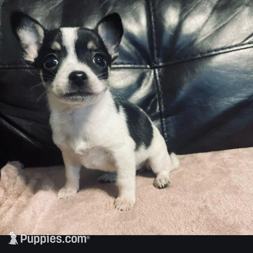 Priscilla , a female Chihuahua for sale in Mebane, NC – Photo 1 of 2