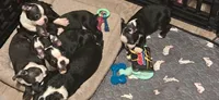 Hexie , a female Boston Terrier for sale in Durham, NC – 2 of 4