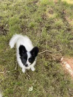 Sally , a female Papillon for sale in Mebane, NC – 5 of 5
