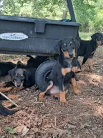Jericho , a male Doberman Pinscher for sale in Mebane, NC – 7 of 8