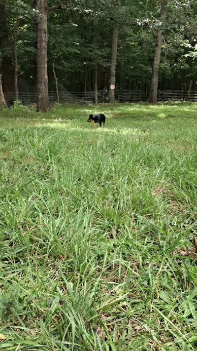 Cairo, a male Doberman Pinscher for sale in Mebane, NC – 3 of 3