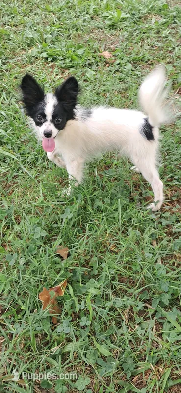 Luigi – Pomchi puppy for sale in Mebane, NC