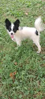Luigi, a male Pomchi for sale in Mebane, NC – 1 of 3
