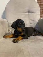 Alaska , a female Doberman Pinscher for sale in Mebane, NC – 3 of 6