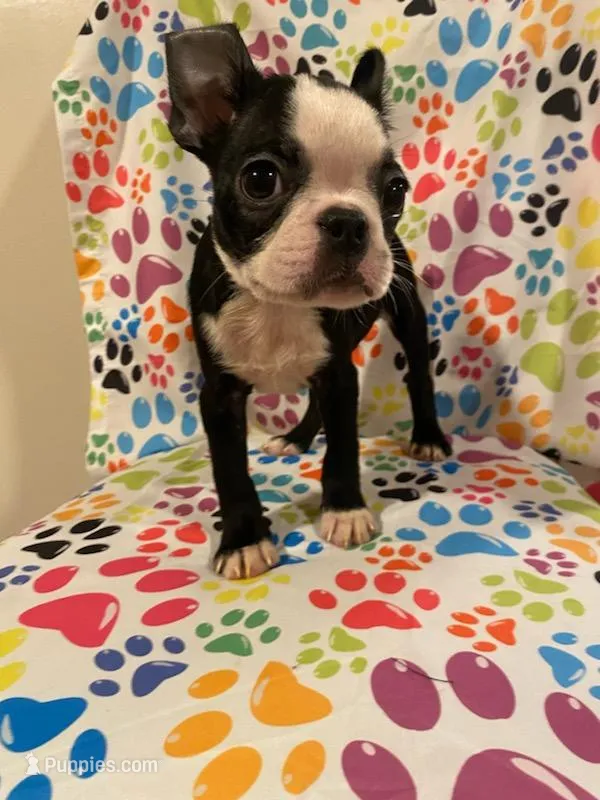 Hexie  – Boston Terrier puppy for sale in Durham, NC