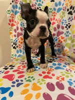 Hexie , a female Boston Terrier for sale in Durham, NC – 1 of 4