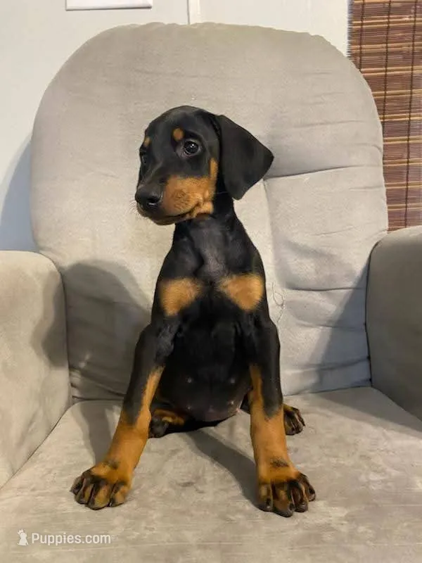 Alaska  – Doberman Pinscher puppy for sale in Mebane, NC