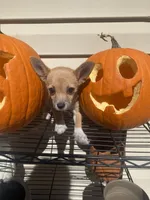 Freya, a female Chihuahua for sale in Hillsborough, NC – 2 of 4