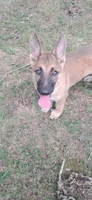 Turbo , a male German Shepherd Dog for sale in Hillsborough, NC – 4 of 4