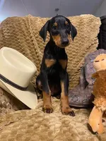 Konan , a male Doberman Pinscher for sale in Mebane, NC – 5 of 5