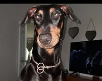 Zion , a male Doberman Pinscher for sale in Mebane, NC – 5 of 6