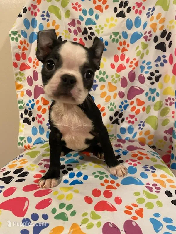 Hocus – Boston Terrier puppy for sale in Durham, NC