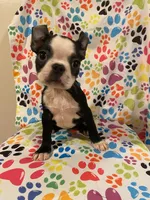 Hocus, a female Boston Terrier for sale in Durham, NC – 1 of 4