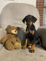 Jericho , a female Doberman Pinscher for sale in Mebane, NC – 6 of 8