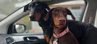 Cairo, a male Doberman Pinscher for sale in Mebane, NC – 4 of 6