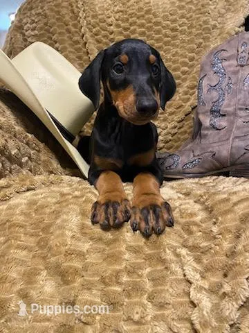 Alaska  – Doberman Pinscher puppy for sale in Mebane, NC