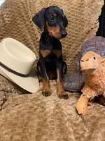 Konan , a male Doberman Pinscher for sale in Mebane, NC – 1 of 5