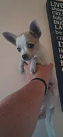 Vinny, a male Chihuahua for sale in Hillsborough, NC – 3 of 4