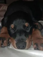 Cairo, a male Doberman Pinscher for sale in Mebane, NC – 5 of 6