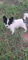 Luigi, a male Pomchi for sale in Mebane, NC – 2 of 3