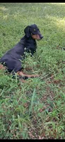 Konin , a male Doberman Pinscher for sale in Mebane, NC – 1 of 3