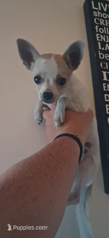 Vinny – Chihuahua puppy for sale in Hillsborough, NC