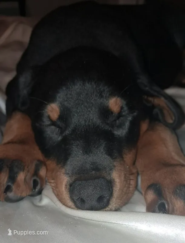Jericho  – Doberman Pinscher puppy for sale in Mebane, NC