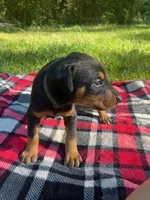 Cairo , a male Doberman Pinscher for sale in Mebane, NC – 2 of 10