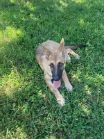 Turbo , a male German Shepherd Dog for sale in Hillsborough, NC – 5 of 5