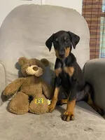 Jericho , a male Doberman Pinscher for sale in Mebane, NC – 5 of 8