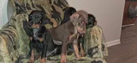 Oregon, a male Doberman Pinscher for sale in Mebane, NC – 2 of 5