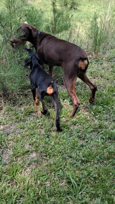 Konin , a male Doberman Pinscher for sale in Mebane, NC – 2 of 3