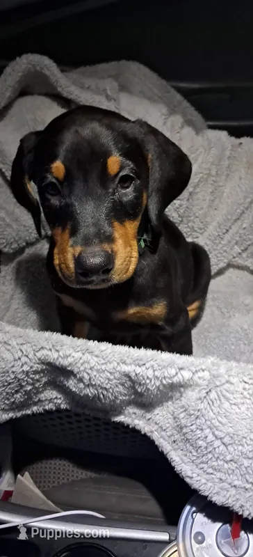 Yukon – Doberman Pinscher puppy for sale in Mebane, NC