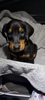 Yukon, a male Doberman Pinscher for sale in Mebane, NC – 1 of 5