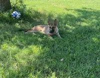 Turbo , a male German Shepherd Dog for sale in Hillsborough, NC – 3 of 5