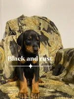 Oregon, a male Doberman Pinscher for sale in Mebane, NC – 1 of 5