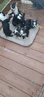 Salem , a female Boston Terrier for sale in Durham, NC – 4 of 4