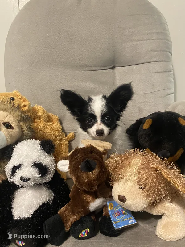 Levi  – Papillon puppy for sale in Mebane, NC