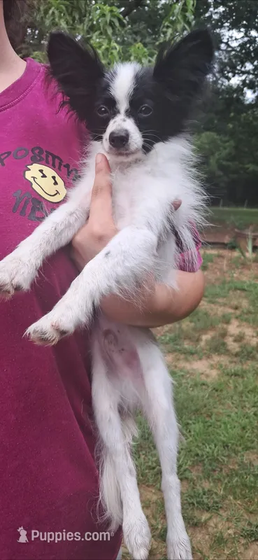 Louis Vuitton  – Papillon puppy for sale in Hillsborough, NC