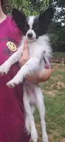 Louis Vuitton , a male Papillon for sale in Hillsborough, NC – 1 of 5