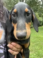 Zeus , a male Doberman Pinscher for sale in Mebane, NC – 1 of 4
