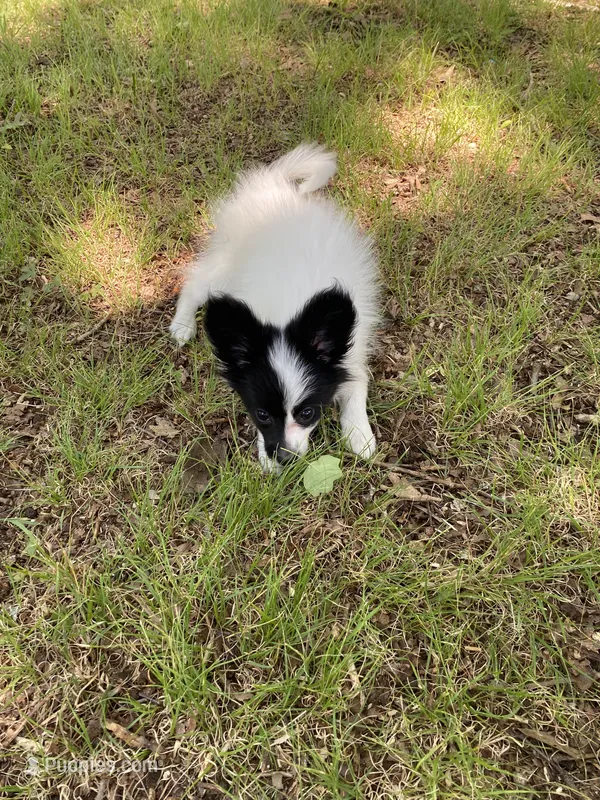 Sally  – Papillon puppy for sale in Mebane, NC