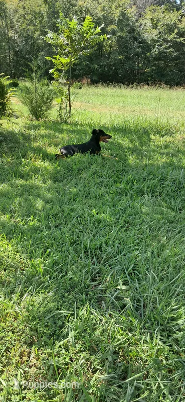 Capri – Doberman Pinscher puppy for sale in Hillsborough, NC