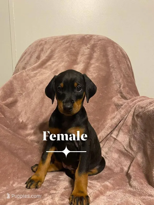 Bristol  – Doberman Pinscher puppy for sale in Mebane, NC